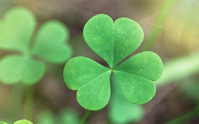 cropped_shamrock-three-leaves
